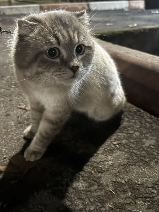 Продается кот Скоттиш фолд