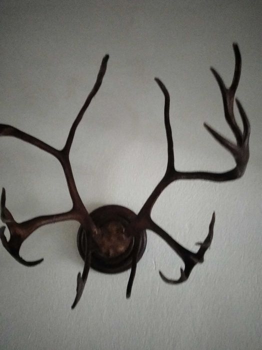 Продавам рога от елен