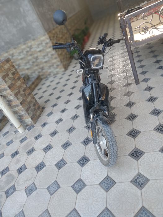 sikutr holati zur