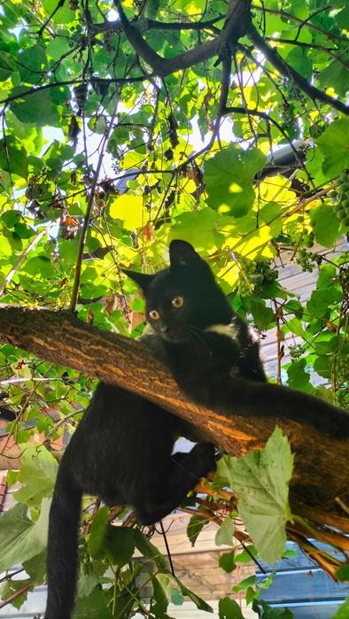 Котенок черный  бесплатно