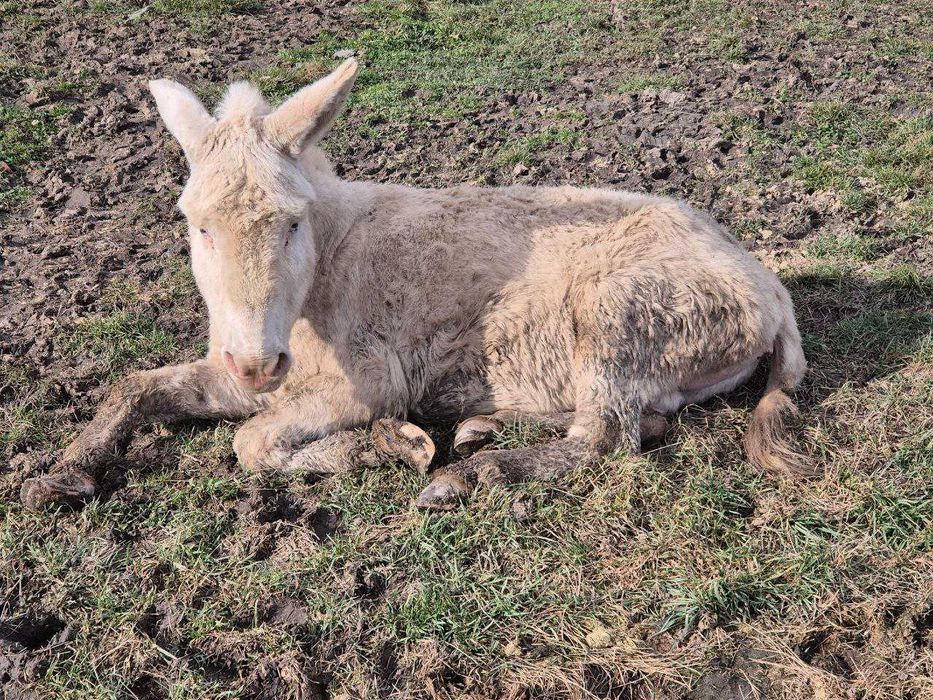 Măgar armăsar - Rasă baroc alb