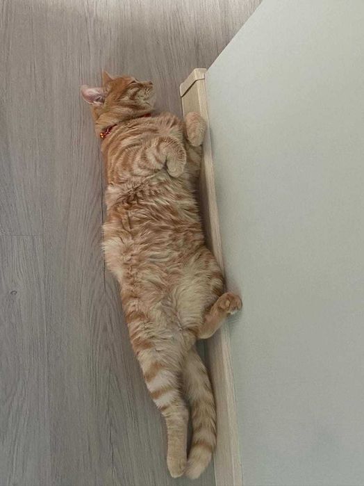 Кошка в добрые руки