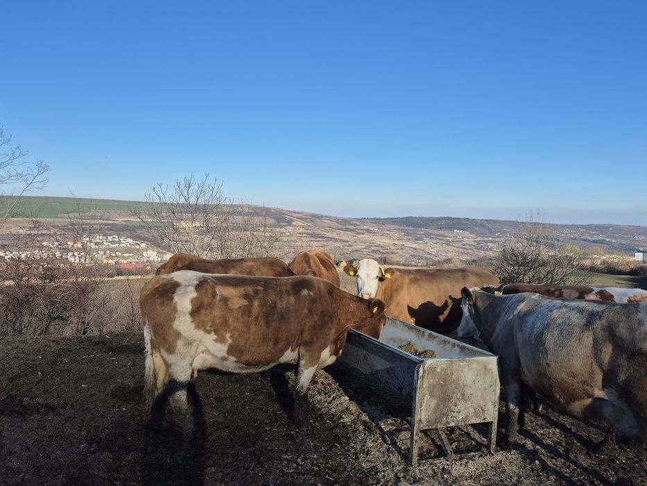 Vând vaci de lapte înscrise in  COP