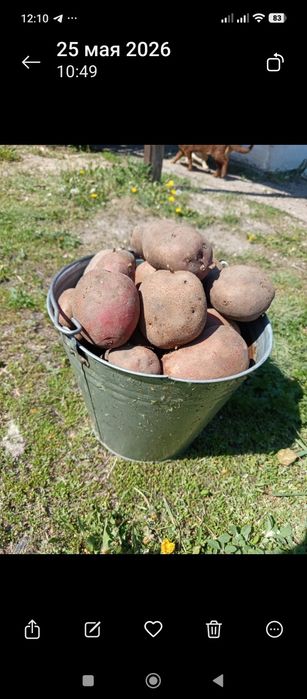 Продам едовой картофель