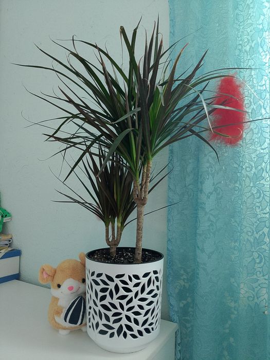 Комнатные растения