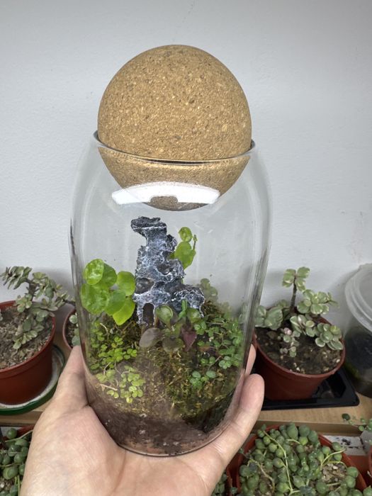 Поодам флорариум со мхом!!!