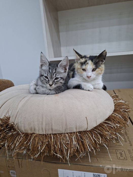 Котенок мальчик 2 месяца