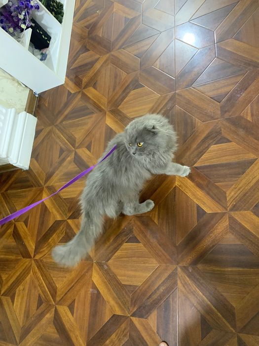 Oʻgʻil  vyazkaga tayyor toza zot