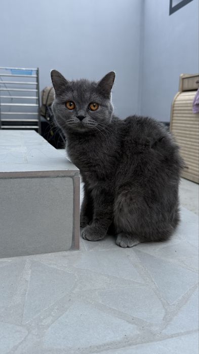 mushuk sotila zotli