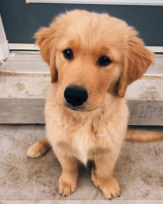 Plimb Câini in bucuresti