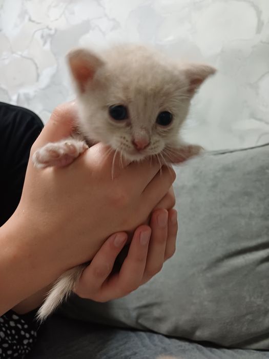 Отдам  котят мальчики. 1месяц