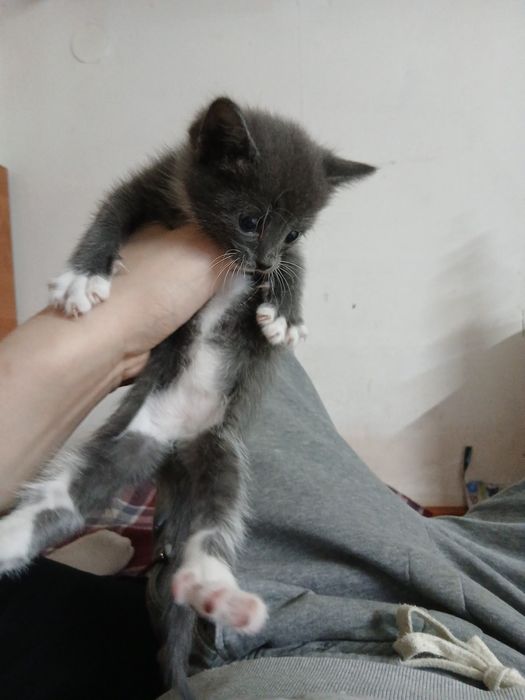 Отдам даром котят в