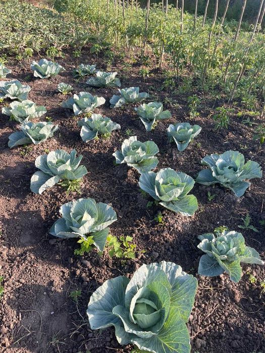 Arenda gradina Izvin (18 km de Timisoara)