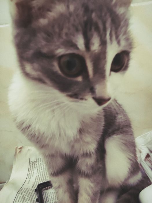 Котенок в поиске семьи