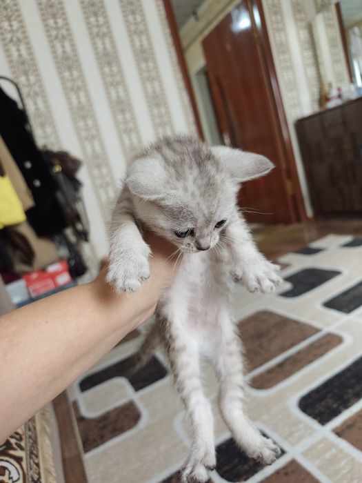 Отдам котят в хорошие руки