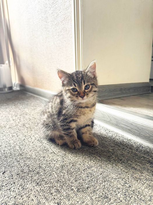 Котенок, в добрые руки.