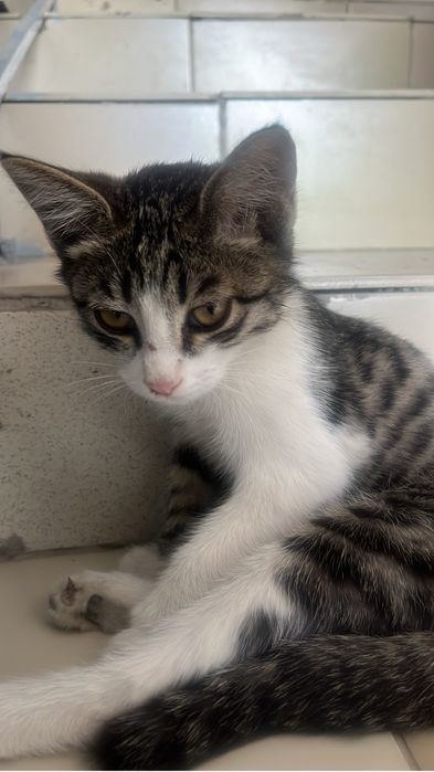 Котенок в добрые руки