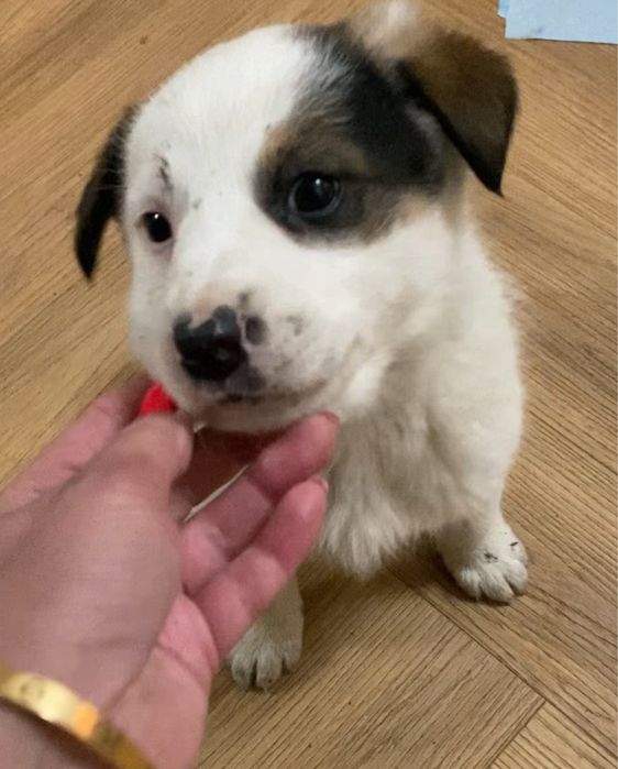 Отдам щенков, 1,5 мес, мама помесь с лабрадором