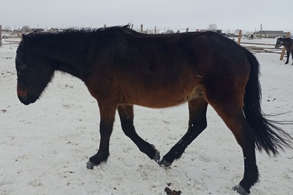 Дөнен сатылады!!!