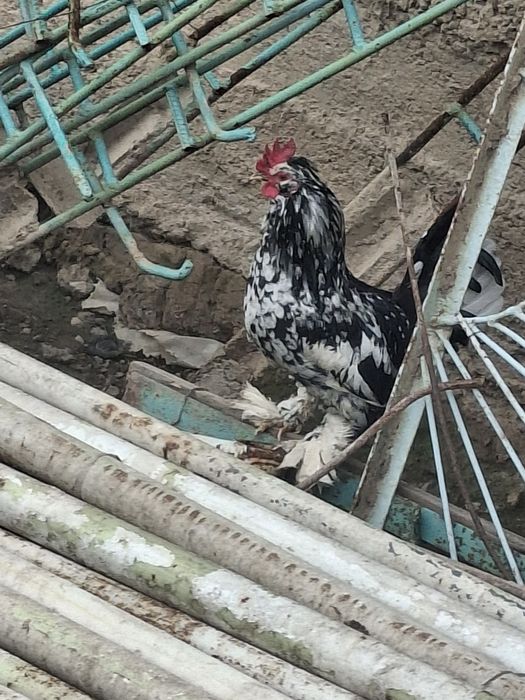 Yapon tovuq xoroz sotiladi