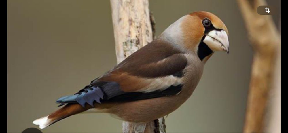 Птица дубанос вишневый