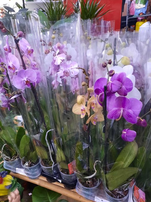 Орхидея микс 65см