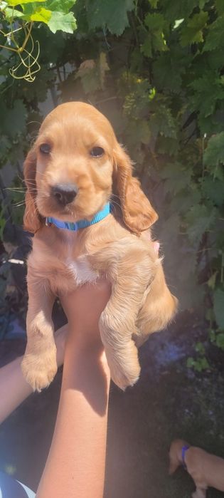 Cocker Spaniel caini