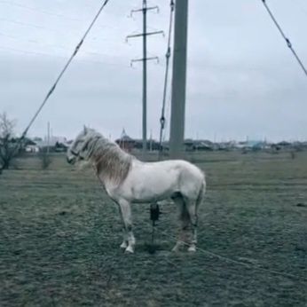 Айғыр сатам немесе бартер қарастырам