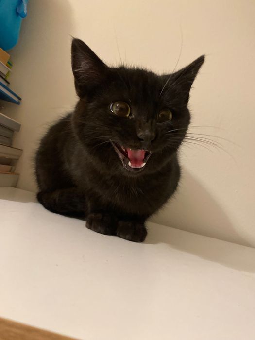 Котенце момче 5 мес