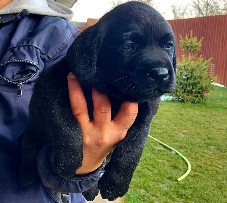 Labrador Retriever