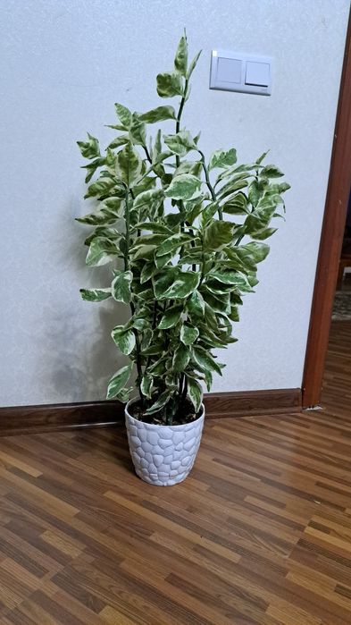 Комнатные цветы разные