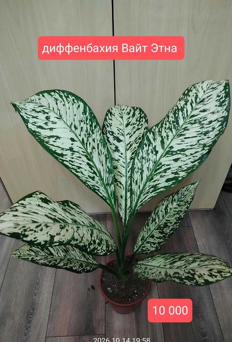 продам комнатные растения