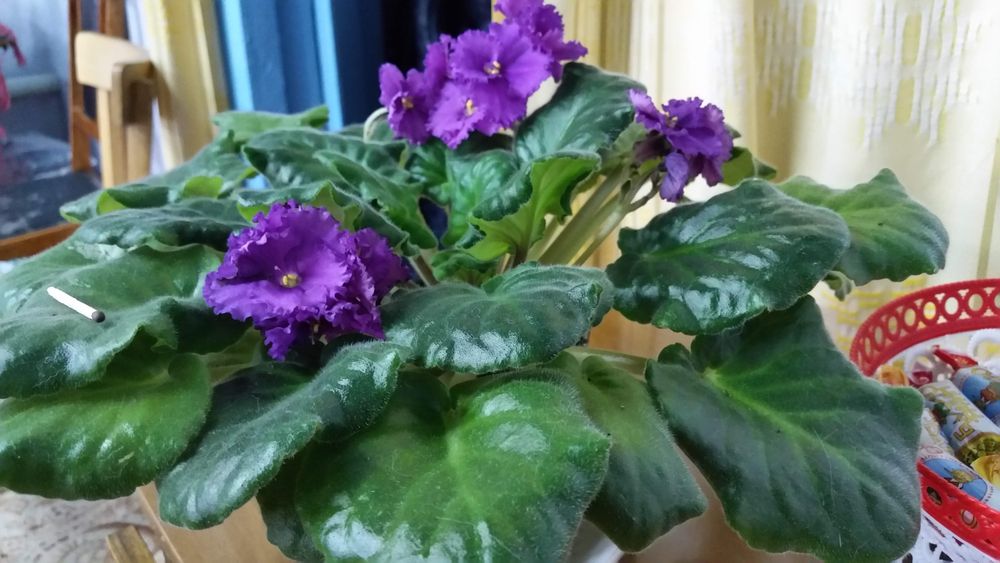 Лист с деткой фиалки