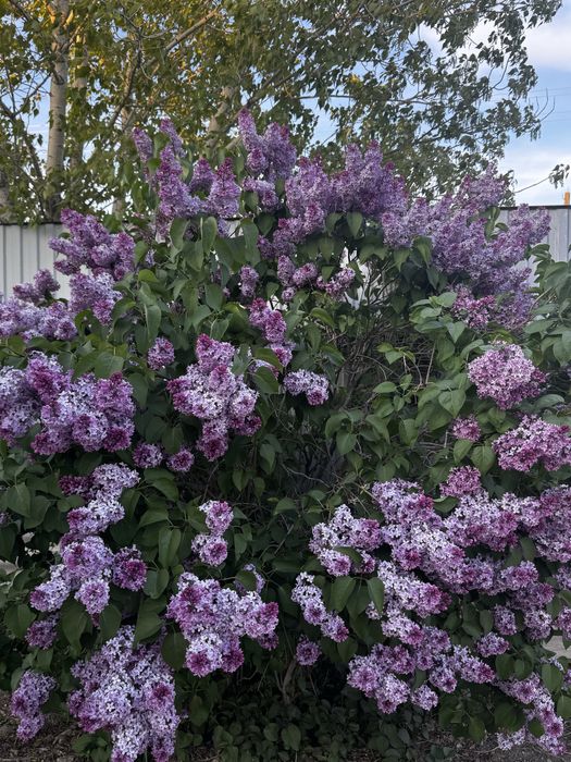 ветка сирени 400 тг