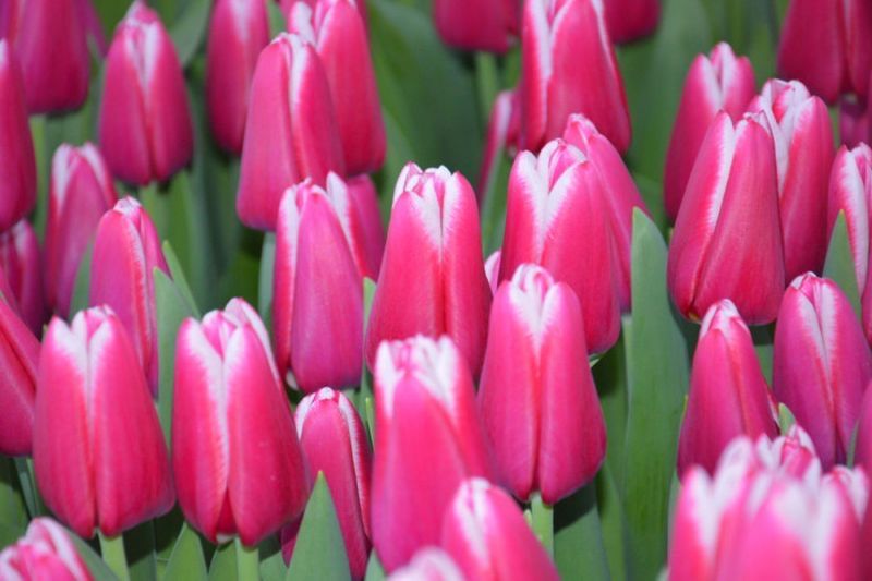 Тюльпаны Оптом и в Розницу