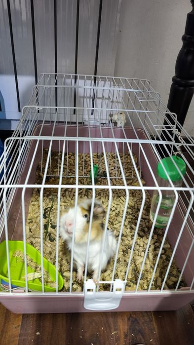 Продаётся Москва свинка