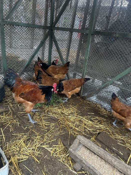 Форверкт оплодени яйца