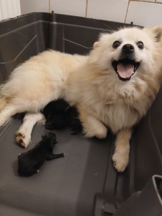 Asigur transport !!! Femela adulta Pomeranian, foarte buna mama.