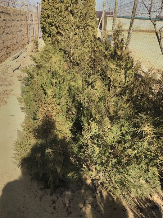 Хвойные растения и конский навоз