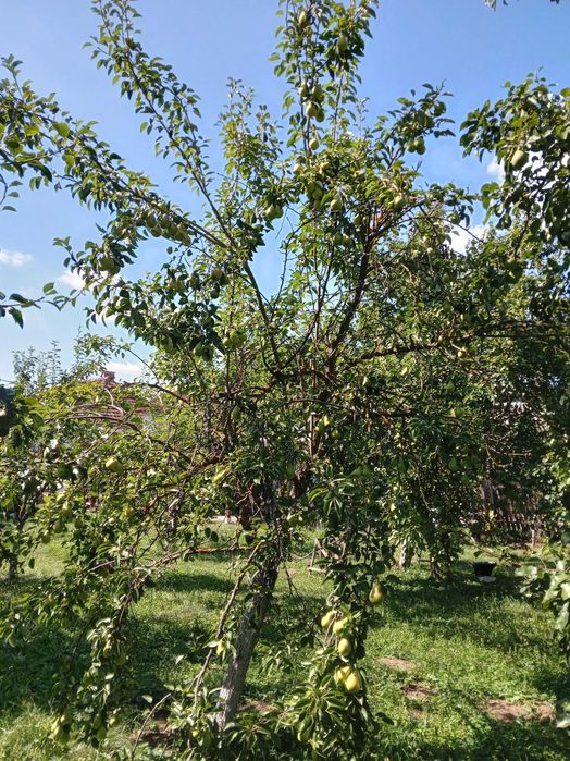 Pere 100% bio, romanesti, de vara, soi Duset alb, nestropite