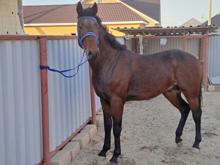 Продам жеребец 2020 г.р.