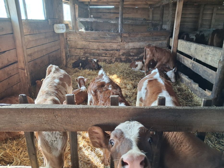 Продам коров,телят,молодняк
