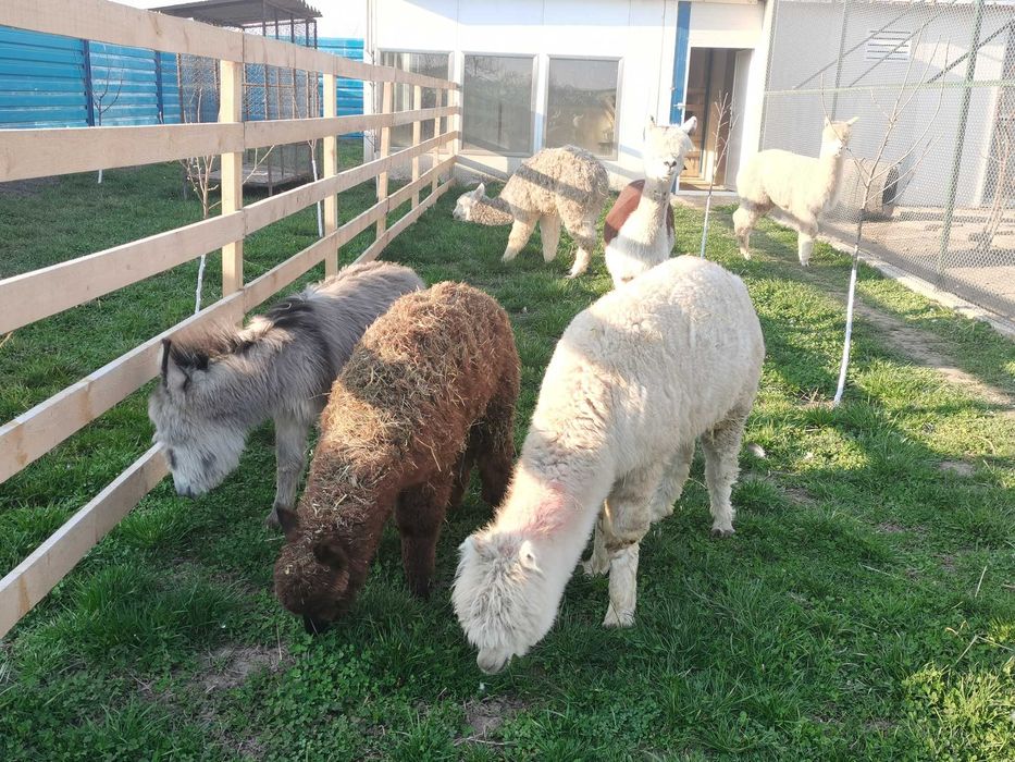 Vând Alpaca perechi sau bucati