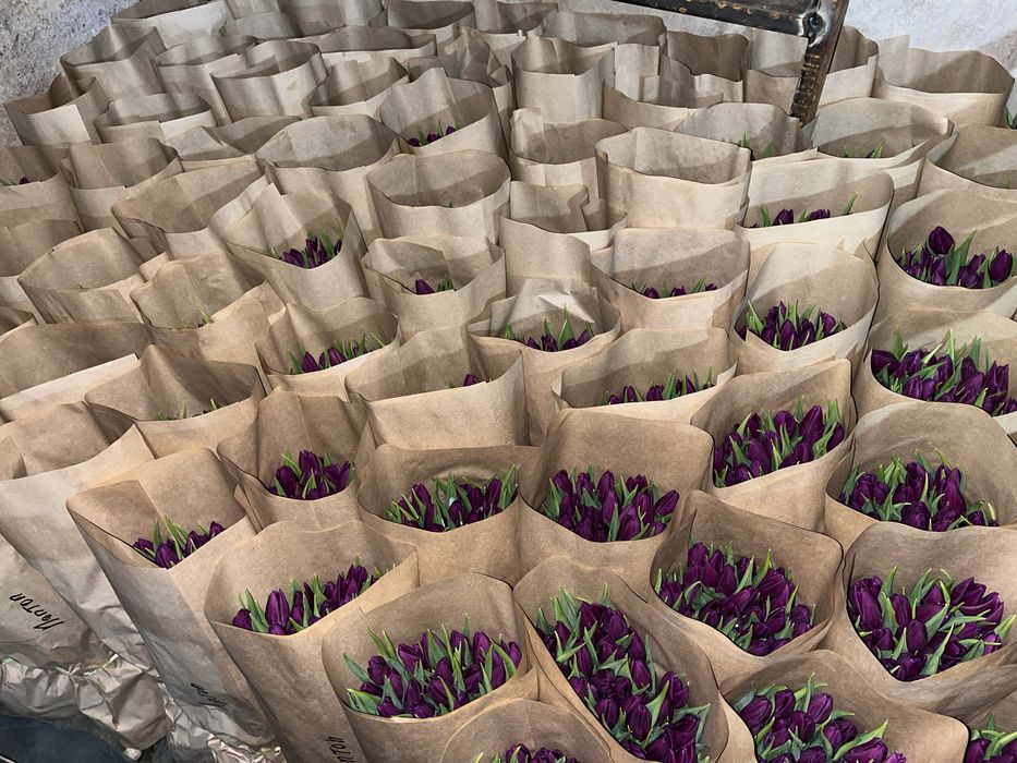 Премиум Тюльпаны с теплицы