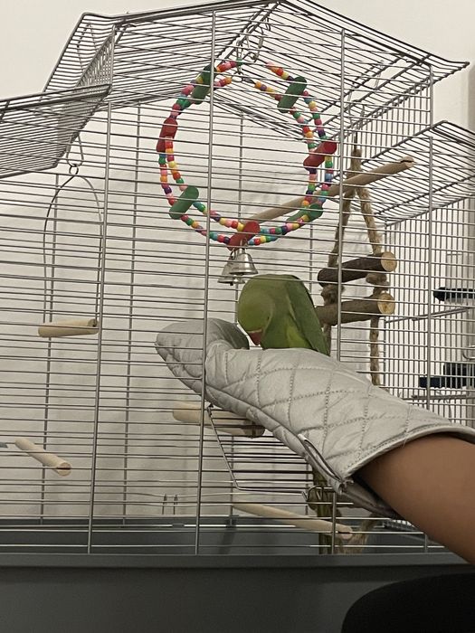 Papagal Micul Alexandru