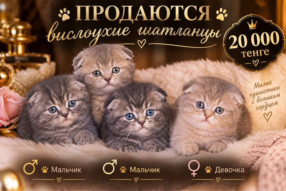 Продам котят вислоухие