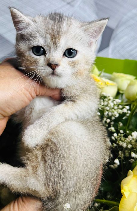 шиншиллы плюшевые малыши