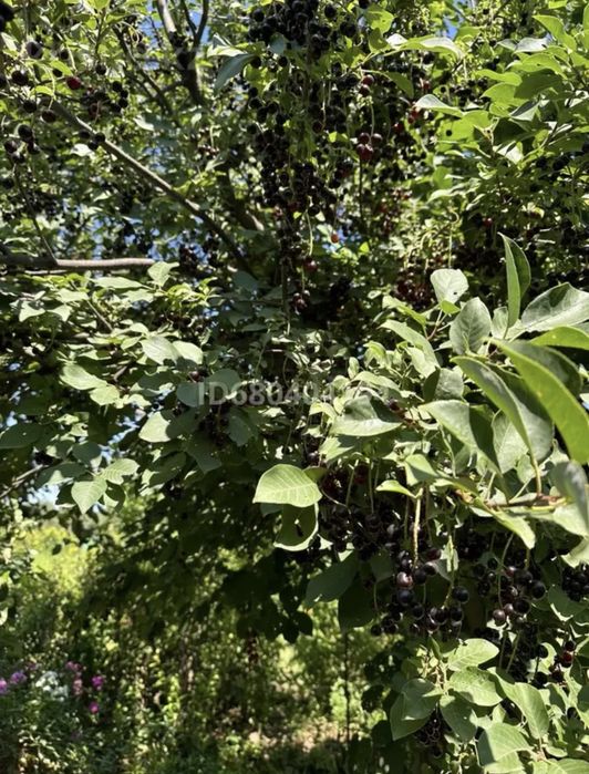 Продам дачный участок с домиком