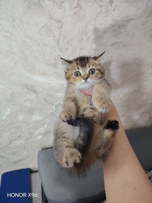продаю котёнка скоттиш девачка