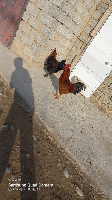 3-5 мың арасындағы жас қораздар